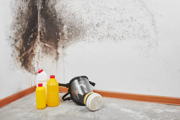 Best Emergency Mold Removal  in Riverside, CT