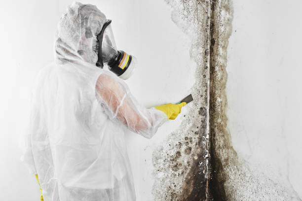 Best Mold Damage Repair  in Riverside, CT