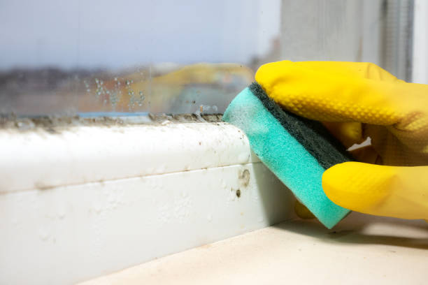 Certified Mold Removal in Riverside, CT