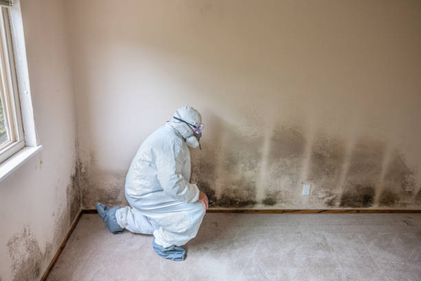 Best Home Mold Removal  in Riverside, CT