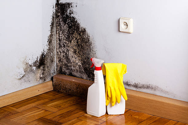 Best Office Mold Removal Services  in Riverside, CT