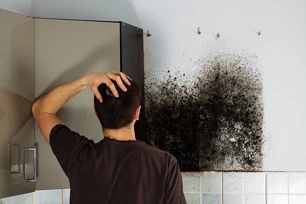 Best Professional Mold Removal  in Riverside, CT