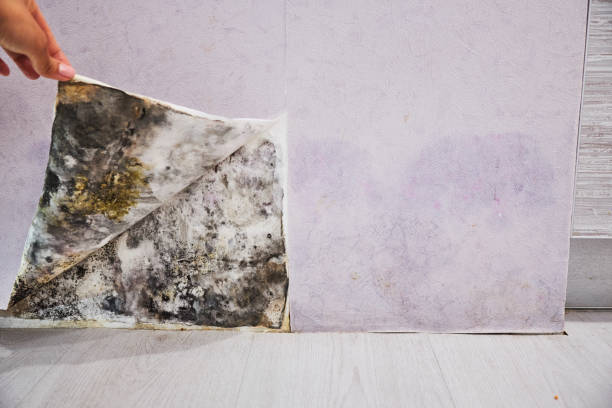 Best Crawl Space Mold Removal  in Riverside, CT